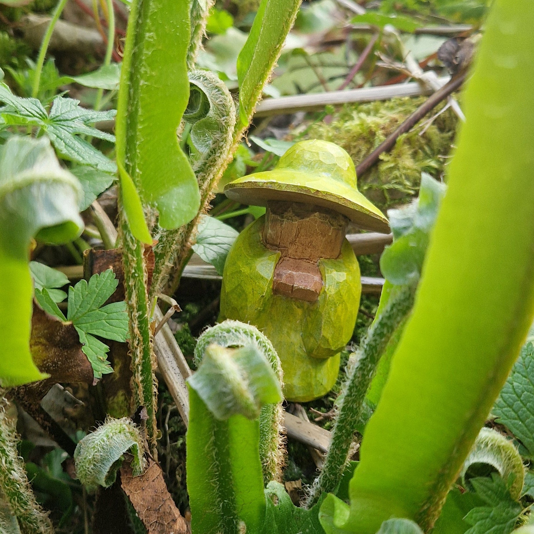 Grandmother Fern Mossmere