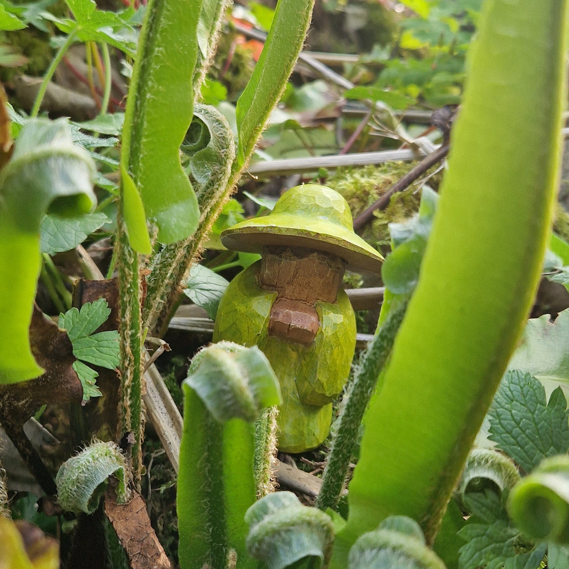 Grandmother Fern Mossmere