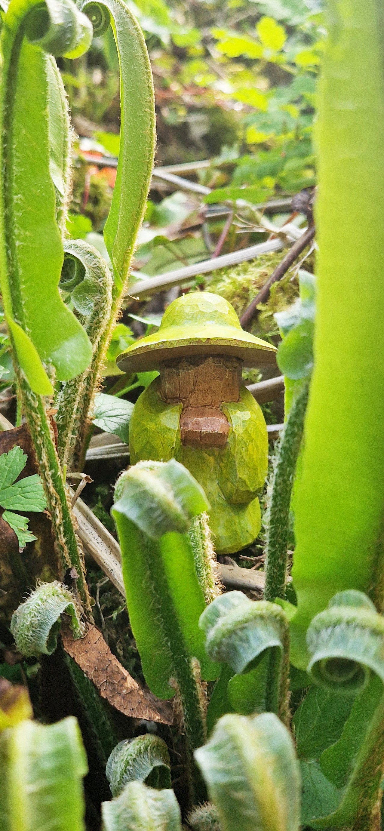 Grandmother Fern Mossmere